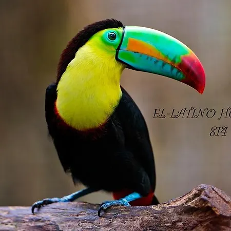 Latino 3* קמר