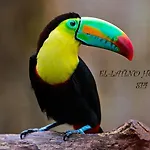Latino 3* كمر